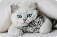 HOTEL PARA GATOS